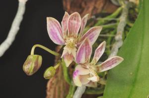 Phalaenopsis finleyi