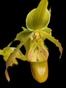 Phragmipedium caudatum