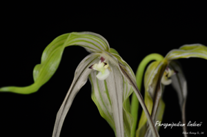 Phragmipedium lindenii