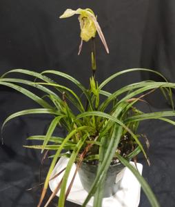 Phragmipedium pearcei