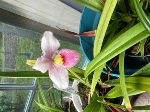 Phragmipedium schlimii