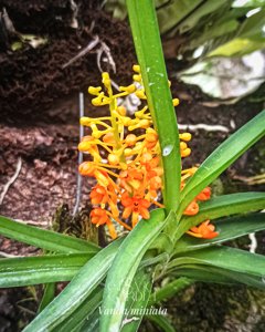 Vanda miniata