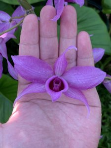 Dendrobium anosmum