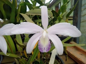 Cattleya perrinii