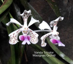 Vanda tricolor