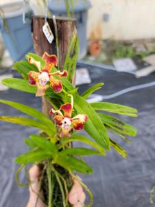 Vanda merrillii