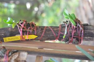 Rhynchostylis gigantea