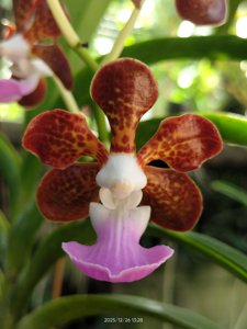 Vanda insignis