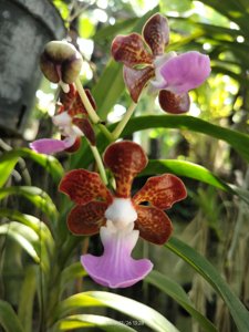 Vanda insignis