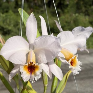 Cattleya percivaliana