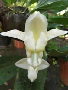 Stanhopea cirrhata
