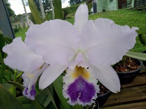 Cattleya warneri var. caerulea