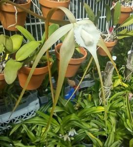 Brassavola cucullata