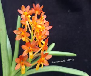 Vanda miniata