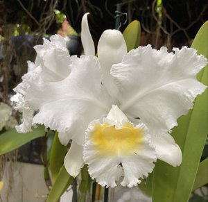 Cattleya lueddemanniana var. alba