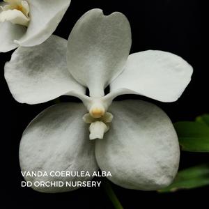 Vanda coerulea