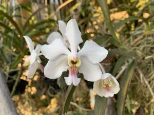 Vanda javierae