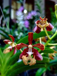 Vanda roeblingiana