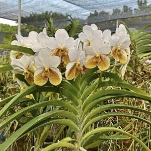 Vanda sanderiana