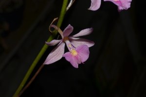 Epidendrum campestre