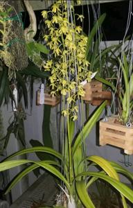 Encyclia rufa