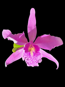 Cattleya maxima