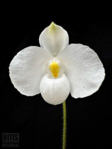 Paphiopedilum delenatii f. albinum