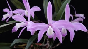 Cattleya perrinii