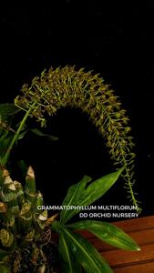 Grammatophyllum multiflorum