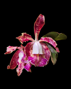 Cattleya schilleriana