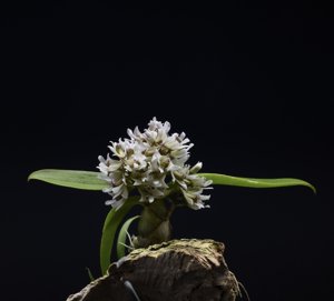 Dendrobium peguanum