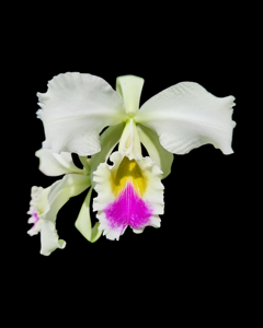 Cattleya gaskelliana