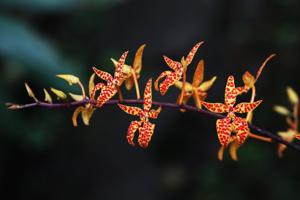 Renanthera monachica