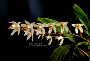 Coelogyne pachystachya