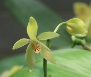 Phalaenopsis cochlearis