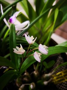 Polystachya ottoniana