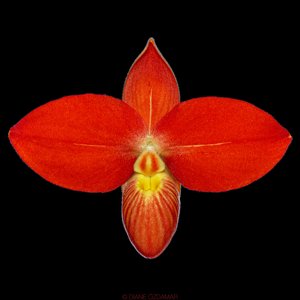 Phragmipedium besseae