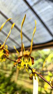 Dendrobium sutiknoi