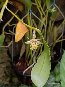 Dendrobium comatum