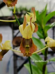 Dendrobium stockelbuschii