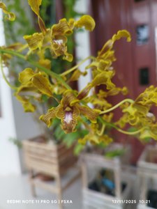 Dendrobium sylvanum