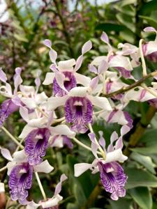 Dendrobium nindii