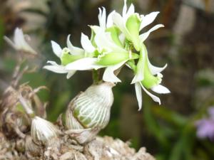 Dendrobium peguanum