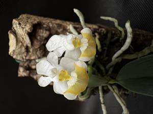 Phalaenopsis lobbii