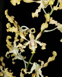 Dendrobium discolor
