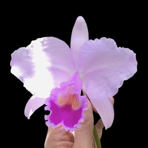 Cattleya trianae