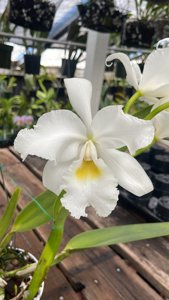 Cattleya warscewiczii