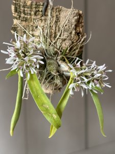 Dendrobium peguanum