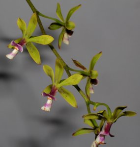 Encyclia mooreana