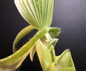 Paphiopedilum superbiens